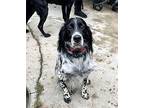 Available - Danos English Setter Young Male