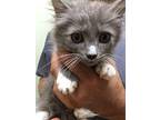 Sterling Domestic Longhair Kitten Male