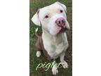 PIGLET American Pit Bull Terrier Adult Male