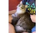 Simon Maine Coon Adult Male