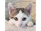 Wilkins Domestic Shorthair Kitten Male