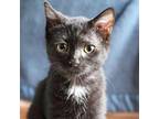 Milo Domestic Shorthair Kitten Female