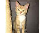 Funshine Domestic Shorthair Kitten Male