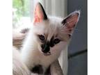 Soraya Siamese Kitten Female