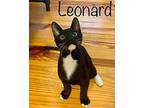 Leonard Domestic Shorthair Kit