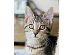 Jill Domestic Shorthair Kitten Female