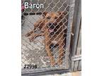 Baron American Pit Bull Terrier Adult Male