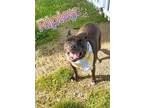 Ripley American Pit Bull Terrier Young Female