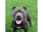 Sausage American Staffordshire Terrier Adult Male