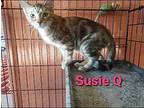 Susie Q Domestic Shorthair Kitten Female