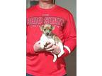 Amber Jack Russell Terrier Puppy Female