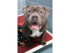 Alpha American Pit Bull Terrier Adult Male