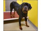 Rufus Rottweiler Adult Male