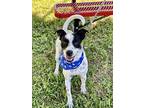 Dillan Rat Terrier Young Male