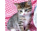 Gizmo Domestic Shorthair Kitten Female