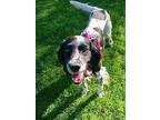 Available - Fix English Setter Young Male