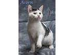 Acorn (C21-367) Domestic Shorthair Kitten Male