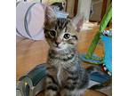Archer Domestic Shorthair Kitten Male