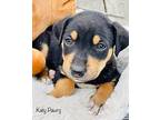 Katy Pawry Mountain Cur Puppy Female