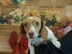 Heart Beagle Adult Female