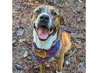 Clay Mountain Cur Adult Male