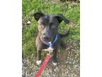 Godiva American Pit Bull Terrier Young Female