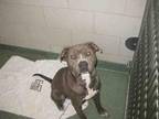 BOWZER American Pit Bull Terrier Adult Male