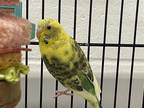 Adopt FEATHERS a Green Parakeet - Other / Mixed bird in Loveland, CO (33610362)