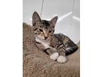 Adopt Delaney a Gray, Blue or Silver Tabby Domestic Shorthair (short coat) cat