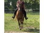 Adopt Duke a Bay Saddlebred / Arabian / Mixed horse in Dallas, TX (33610330)