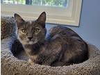 Adopt Dimitri a Gray, Blue or Silver Tabby Domestic Shorthair (short coat) cat