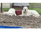 Adopt Blanco /quero a White Great Pyrenees / Mixed dog in Hondo, TX (33610171)