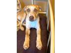 Adopt Baron TX a Tan/Yellow/Fawn - with White Catahoula Leopard Dog / Mixed dog