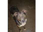 Adopt Monkey a Brown/Chocolate - with Black Australian Shepherd / Mixed dog in
