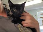 Adopt Ducky a All Black Domestic Shorthair / Mixed cat in Bossier City