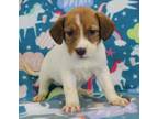 Adopt Valli a White Jack Russell Terrier / Mixed dog in Morton Grove