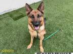 Adopt CHARLOTTE a Tan/Yellow/Fawn - with Black German Shepherd Dog / Mixed dog