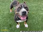 Adopt MOOSE a Gray/Silver/Salt & Pepper - with White American Pit Bull Terrier /