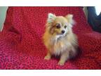 Adopt MISTY a White - with Red, Golden, Orange or Chestnut Pomeranian / Mixed