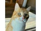 Adopt Sadiki a Orange or Red Domestic Shorthair / Mixed cat in Colorado Springs