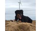 Adopt Sadie a Tricolor (Tan/Brown & Black & White) Australian Shepherd / Mixed