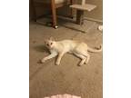 Adopt Snowball a White (Mostly) Siamese / Mixed (medium coat) cat in Benton