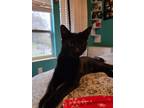 Adopt Tisch a All Black American Shorthair / Mixed (short coat) cat in