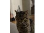 Adopt Griffin a Gray, Blue or Silver Tabby Domestic Shorthair / Mixed (short