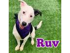 Adopt Ruv a White Dalmatian / American Pit Bull Terrier / Mixed dog in