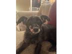 Adopt Emma a Black Poodle (Miniature) / Mixed dog in Salt Lake City