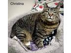 Adopt Christina a Brown Tabby Domestic Mediumhair / Mixed cat in St.