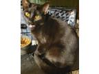 Adopt Love a All Black Domestic Shorthair / Mixed cat in Battle Ground