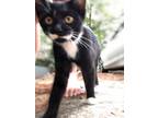Adopt Kitty Wells a Black & White or Tuxedo Domestic Shorthair / Mixed cat in