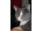 Adopt Fred a Gray or Blue (Mostly) American Shorthair / Mixed (short coat) cat